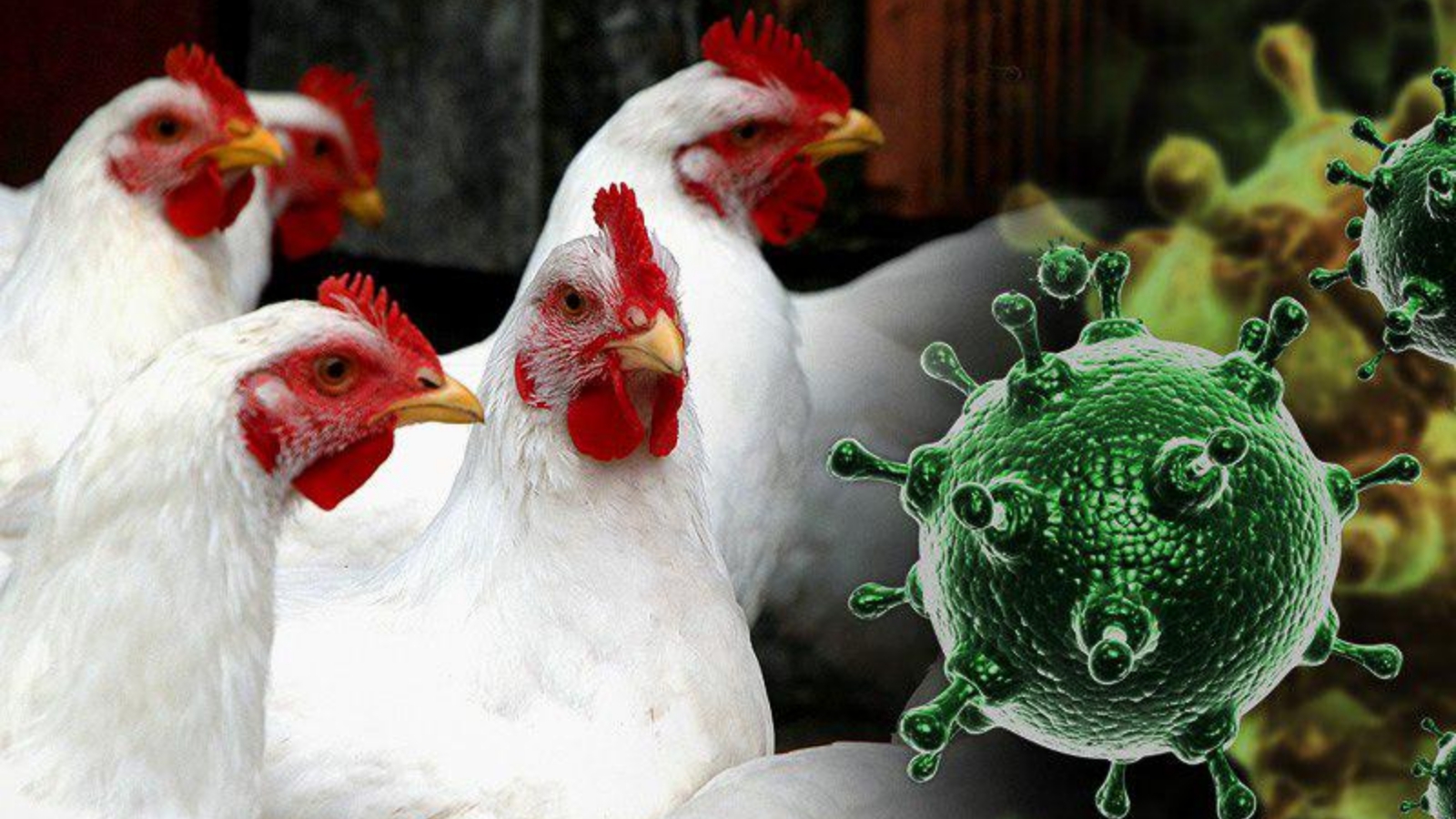 Высокопатогенный грипп птиц (ВГП).